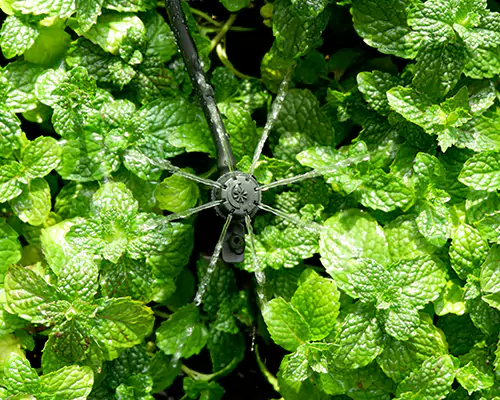 Micro-sprinklerirrigatie: luidt een nieuw tijdperk in van efficiënte waterbesparende irrigatie