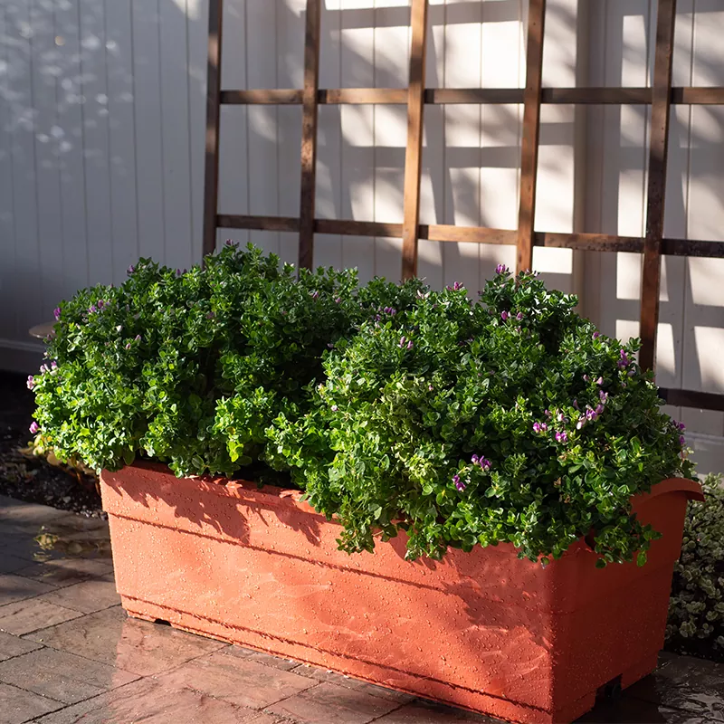 Zelfwatergevende schaafmachine van 30 liter